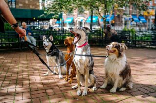 Are Dog Walkers Liable for Dog Bites in NY